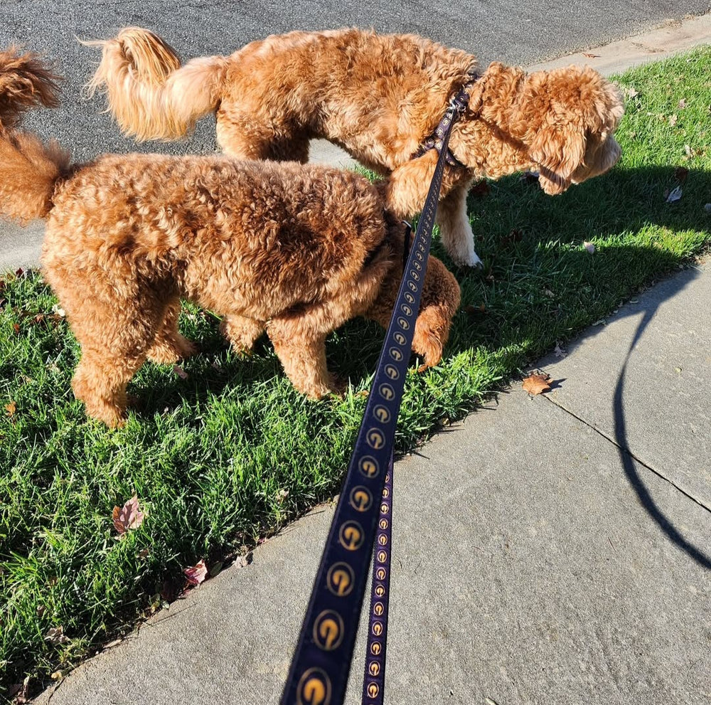 Pet Leashes